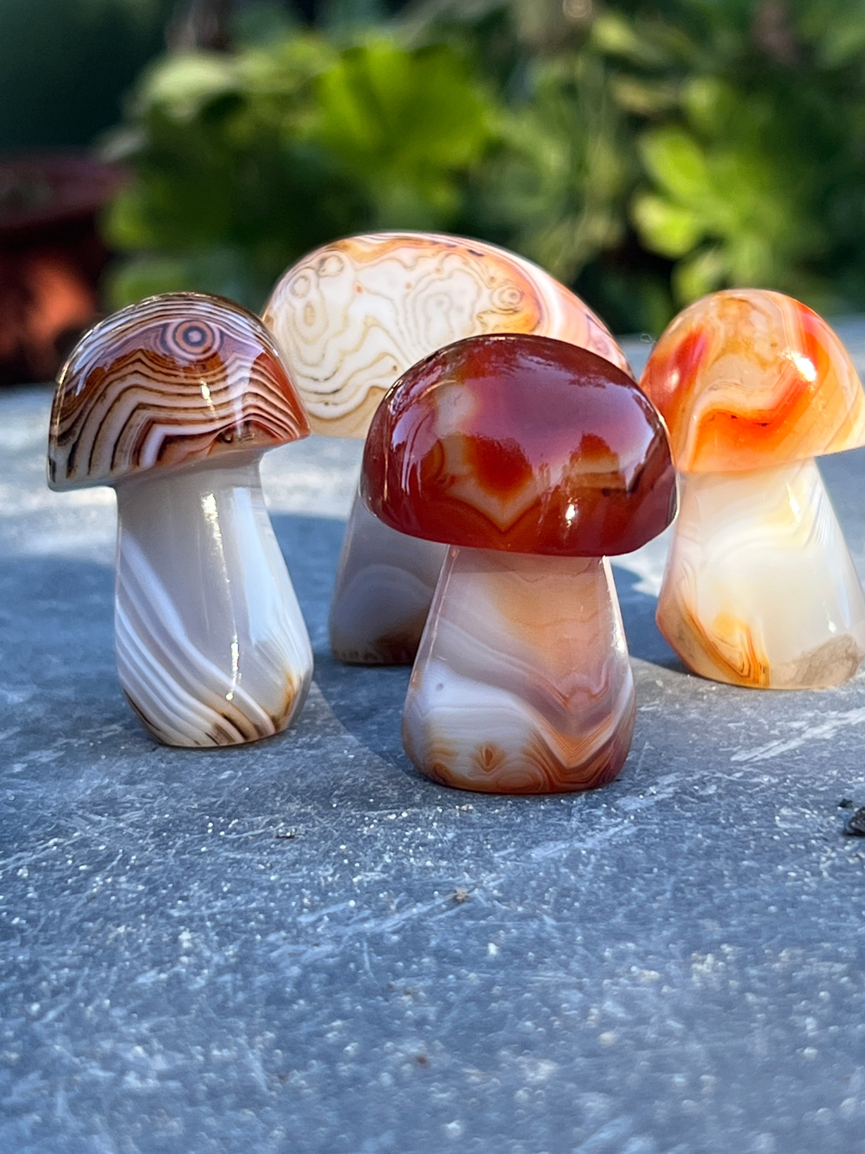 A group of banded carnelian mushrooms sitting on a concrete surface.