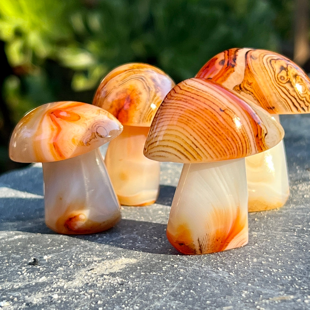 
                  
                    Three banded carnelian mushrooms sitting on top of a concrete slab.
                  
                