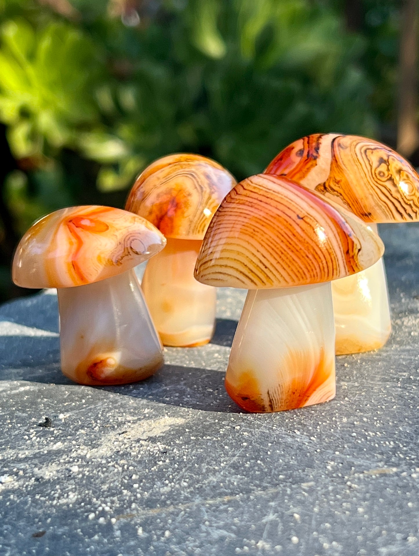 
                  
                    Three banded carnelian mushrooms sitting on top of a concrete slab.
                  
                
