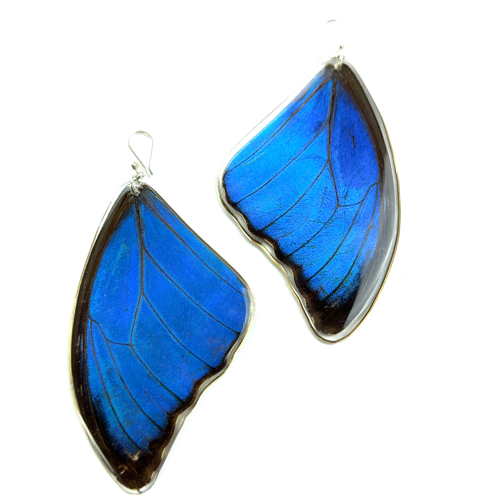 A pair of Large Morpho Butterfly Wing Earrings making a statement on a white background.