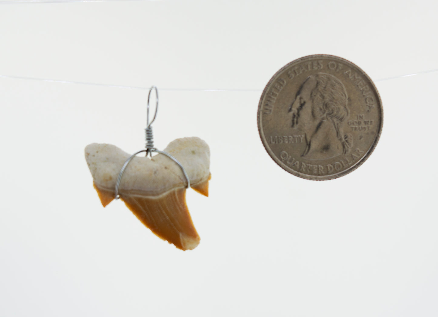A Super Silver Sharks Tooth Wire Wrapped Pendant hangs on a string next to a quarter.
